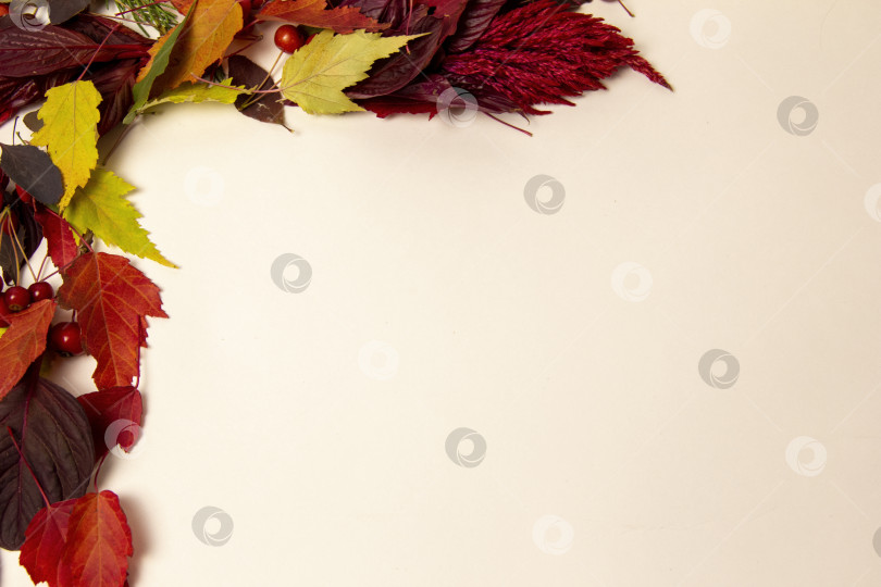 Скачать Осенний фон, вид сверху. рамка из желто-красных осенних листьев. фотосток Ozero