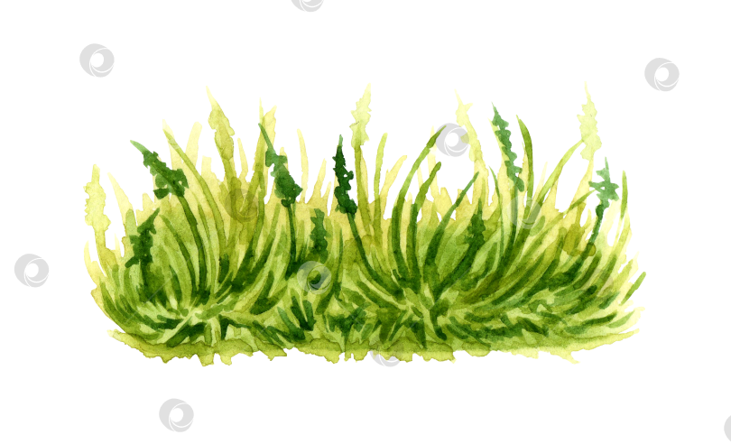 Скачать Пучок зеленой травы акварелью фотосток Ozero