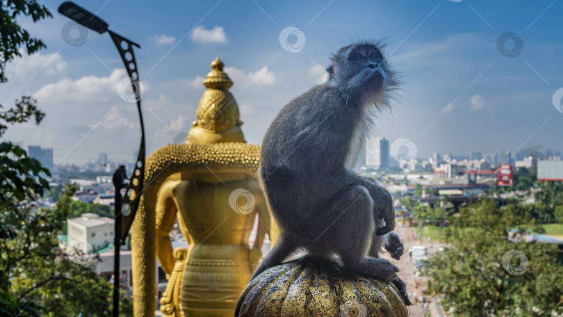 Скачать Обезьяна сидит на верхушке забора рядом с храмом на фоне голубого неба фотосток Ozero