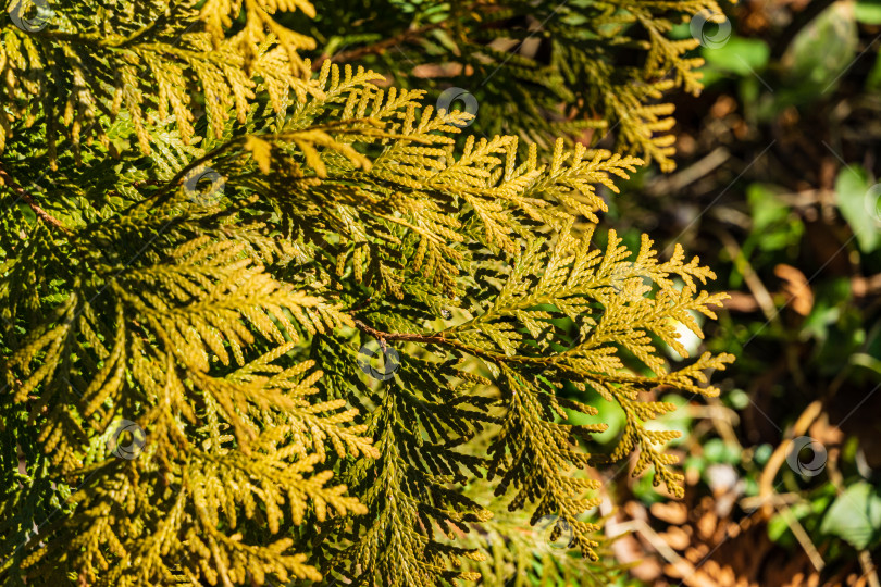 Скачать Желто-зеленая текстура листьев западной туи (Thuja occidentalis Aurea) на размытом фоне вечнозеленых растений. Выборочный фокус. Вечнозеленый ландшафтный сад. Свежие обои и концепция природы. фотосток Ozero