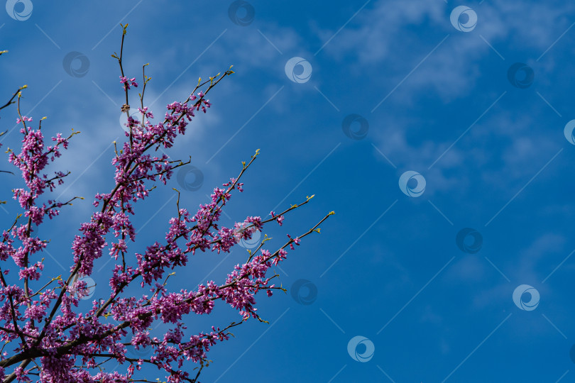 Скачать Фиолетовые цветы на ветвях красноплодки восточной или красноплодки канадской Cercis canadensis на фоне голубого неба. Выборочный фокус. Солнечный весенний день. Концепция природы для дизайна. Место для вашего текста. фотосток Ozero