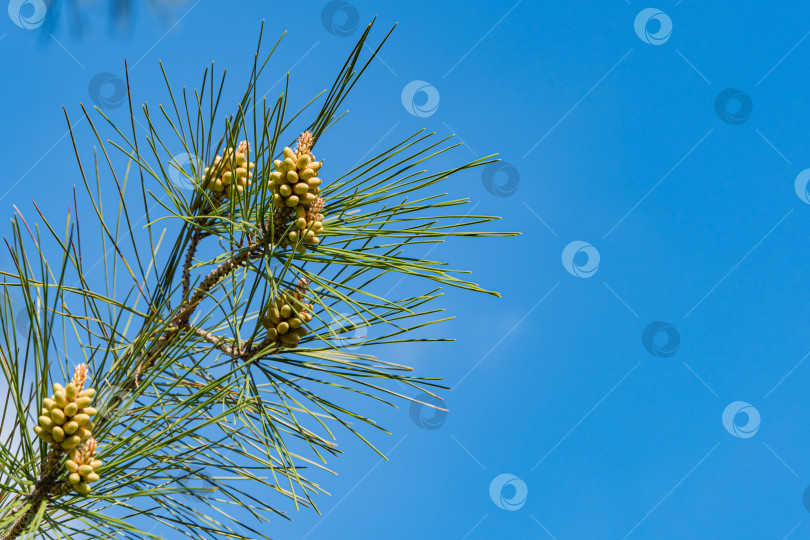 Скачать Молодые желтые шишки на ветках пицундской сосны Pinus brutia pityusa на фоне голубого неба. Крупный план. Вечнозеленый ландшафтный сад. Выборочный фокус. Концепция природы для дизайна. Есть место для текста фотосток Ozero