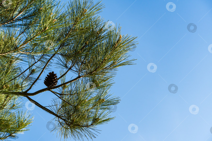 Скачать Красивая большая коричневая шишка на стволе ветки на фоне голубого неба. Крупный план. Пицундская сосна Pinus brutia pityusa. Вечнозеленый ландшафтный сад. Концепция природы для дизайна. Есть место для текста. фотосток Ozero