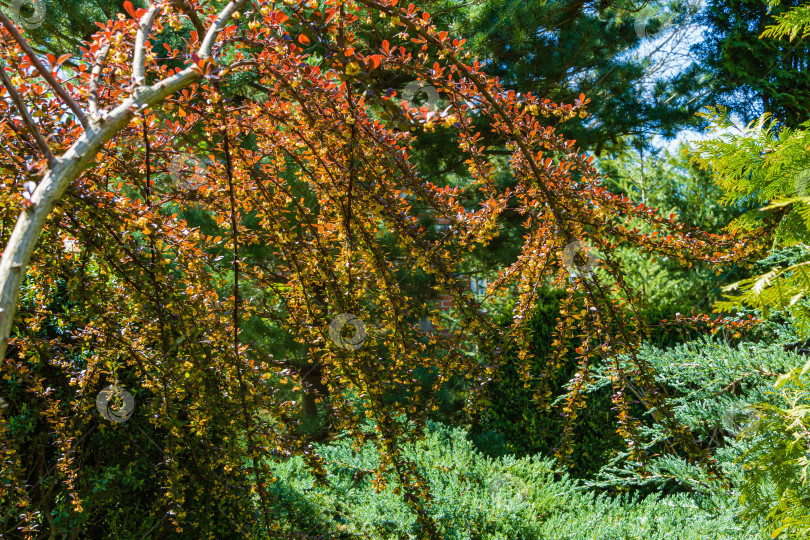 Скачать Желтые цветы и красивая сиреневая листва на изогнутых ветвях барбариса Berberis thunbergii Atropurpurea на размытом фоне вечнозеленых растений. Выборочный фокус. Вечнозеленый ландшафтный сад весной фотосток Ozero