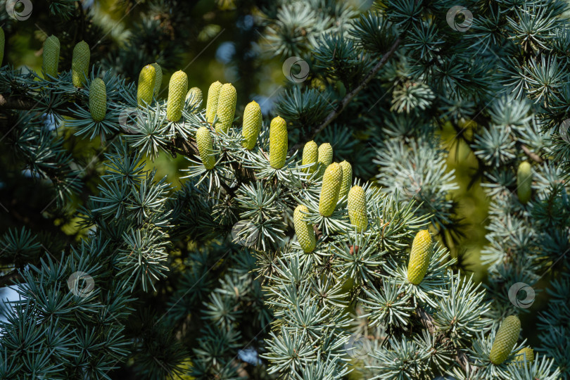 Скачать Cedrus Atlantica Glauca - дерево, также известное как Голубой атласский кедр или Cedrus libani atlantica. Шишки на ветвях с игольчатыми листьями. Размытый фон. Городской парк "Краснодар" или парк Галицкого. фотосток Ozero