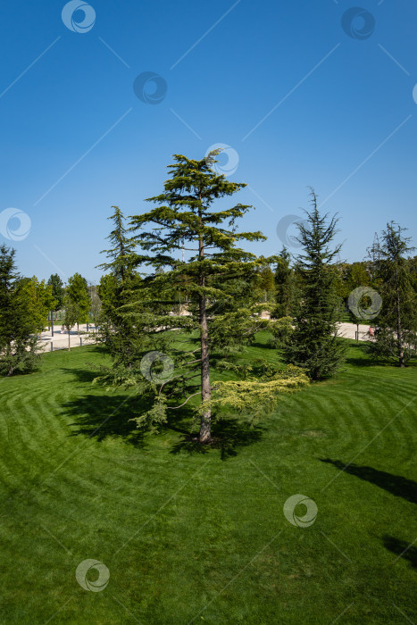 Скачать Высокий красивый ливанский кедр (Cedrus libani) на зеленой лужайке. Городской парк "Краснодар" или парк Галицкого. Место отдыха горожан в любое время года.Солнечный день. фотосток Ozero