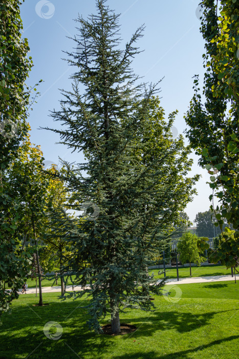 Скачать Дерево Cedrus Atlantica Glauca, также известное как Голубой атласский кедр или Cedrus libani atlantica. Крупный план. Большое вечнозеленое кедровое дерево с игольчатыми листьями. Городской парк "Краснодар" или парк Галицкого. фотосток Ozero