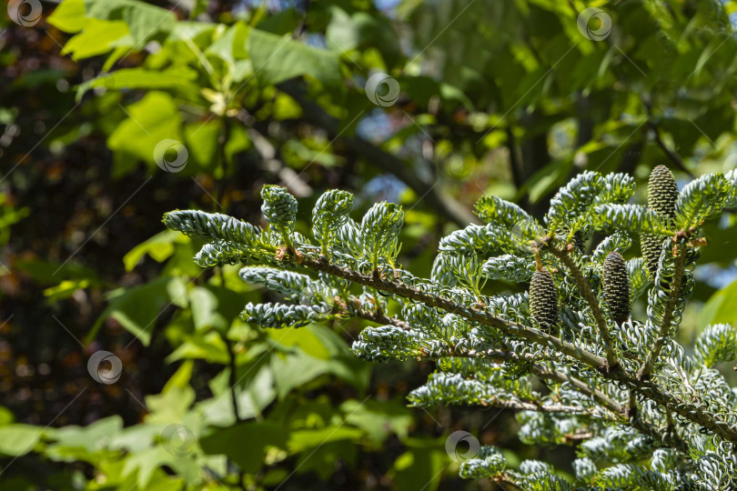 Скачать Ель Abies koreana Silberlocke с молодыми голубыми шишками на ветке. Размытый зеленый фон. Выборочный фокус. Зеленые и серебристые еловые иголки на ветках корейской пихты. Концепция естественного дизайна фотосток Ozero