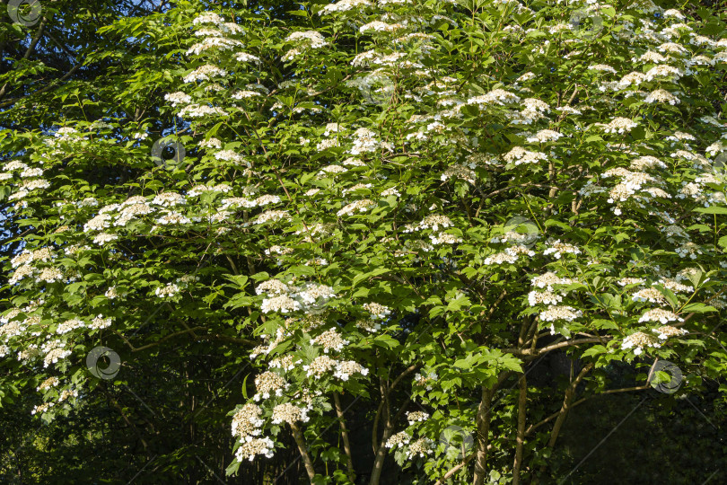 Скачать Viburnum opulus крупный листопадный кустарник. Красивые белые цветы цветущей калины или Viburnum opulus на темно-зеленом фоне.  Выборочный акцент. Концепция Nature для естественного дизайна. фотосток Ozero