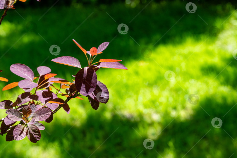 Скачать Молодые фиолетовые листья Cotinus coggygria Royal Purple (Rhus cotinus, европейский смокитри) на размытом зеленом фоне. Выборочный фокус. Вечнозеленый ландшафтный сад. Концепция природы для дизайна. фотосток Ozero