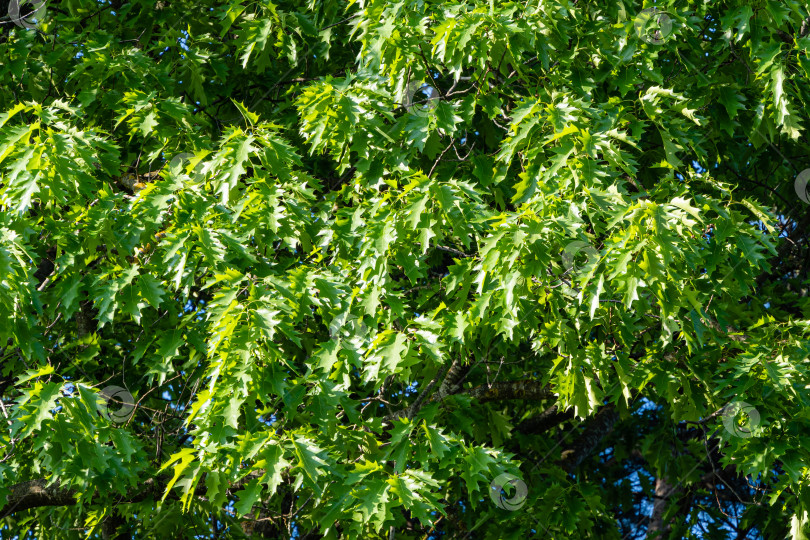 Скачать Огромный красный дуб Quercus rubra. Ярко-зеленые резные листья на ветвях красного дуба на фоне зелени. Выборочный фокус. Крупный план. Весенний ландшафтный сад. Концепция природы для дизайна. фотосток Ozero