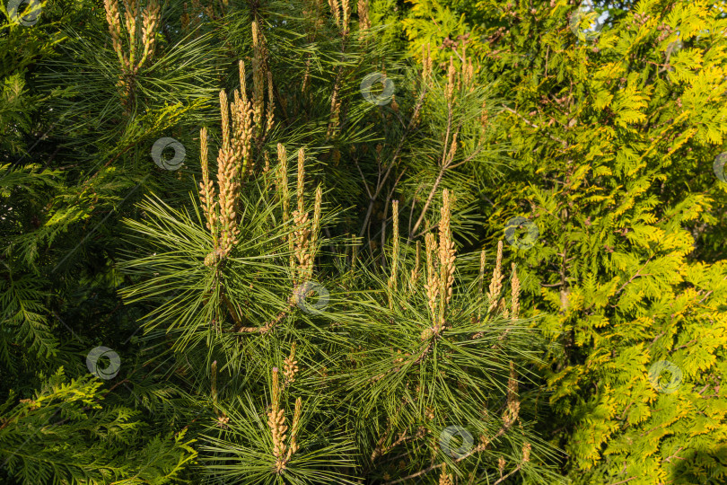 Скачать Pinus densiflora Umbraculifera. Закат. Молодые длинные побеги и прошлогодние зеленые шишки на сосновых ветках. Размытый золотистый фон западной туи. Выборочный фокус. Вечнозеленый ландшафтный сад. фотосток Ozero