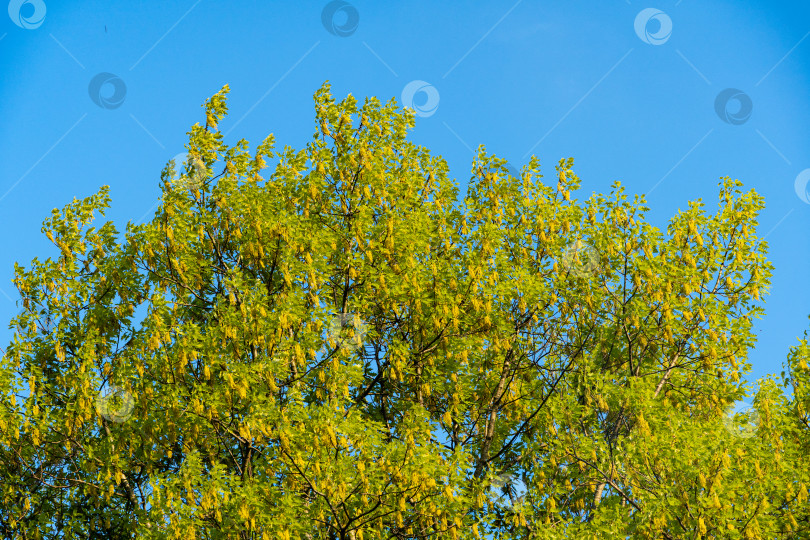 Скачать Огромный красный дуб Quercus rubra на закате на фоне голубого неба. На ветвях дуба молодые ярко-зеленые листья и желтые сережки с семенами. Ландшафтный сад. Весенний мотив для дизайна. фотосток Ozero