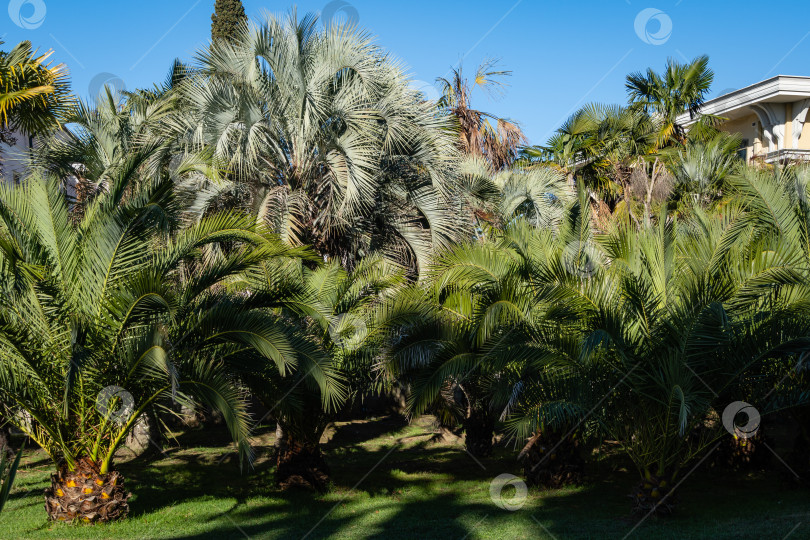 Скачать Красивая пальма Канарского острова Финиковая пальма (Phoenix canariensis) в ландшафтном парке города Сочи. Роскошные листья на фоне голубого неба. Пальма Butia capitata на заднем плане. фотосток Ozero