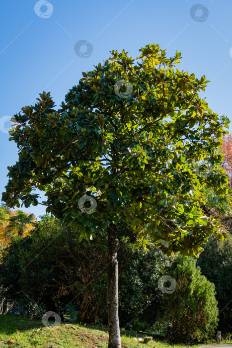 Скачать Роскошная магнолия крупноцветковая с блестящими вечнозелеными листьями на фоне голубого осеннего неба. Высокое вечнозеленое дерево в ландшафтном парке возле концертного зала "Фестивальный" в Сочи. фотосток Ozero