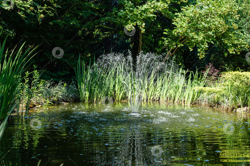 Скачать Вечнозеленый ландшафтный сад с садовым прудом. Каскадный фонтан занимает центральное место в пруду. Водные и вечнозеленые растения отражаются в зеленой воде. Атмосфера спокойствия и счастья. фотосток Ozero