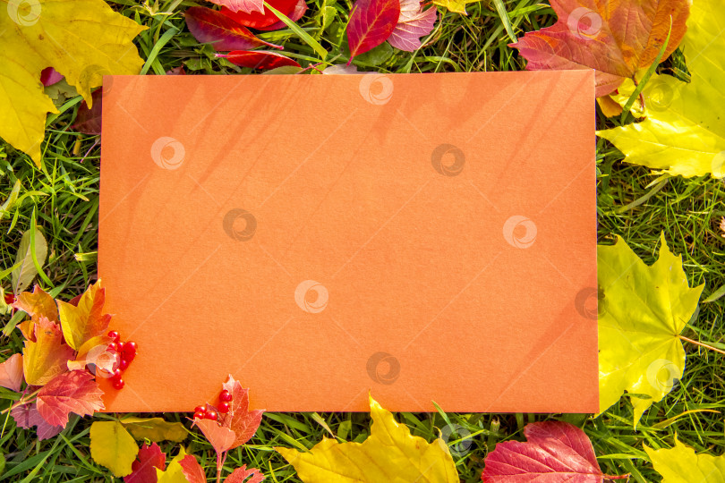 Скачать Место для текста розовое с осенними листьями на зеленой траве фотосток Ozero