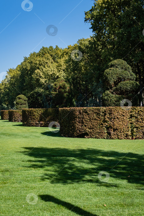 Скачать Красивый пейзаж с подстриженным тисом Taxus baccata (английский тис, европейский тис) с вечнозелеными живыми изгородями и зеленым газоном. Городской парк Краснодара или парк Галицкого.Солнечный осенний день.Октябрь 2020. Концепция природы. фотосток Ozero