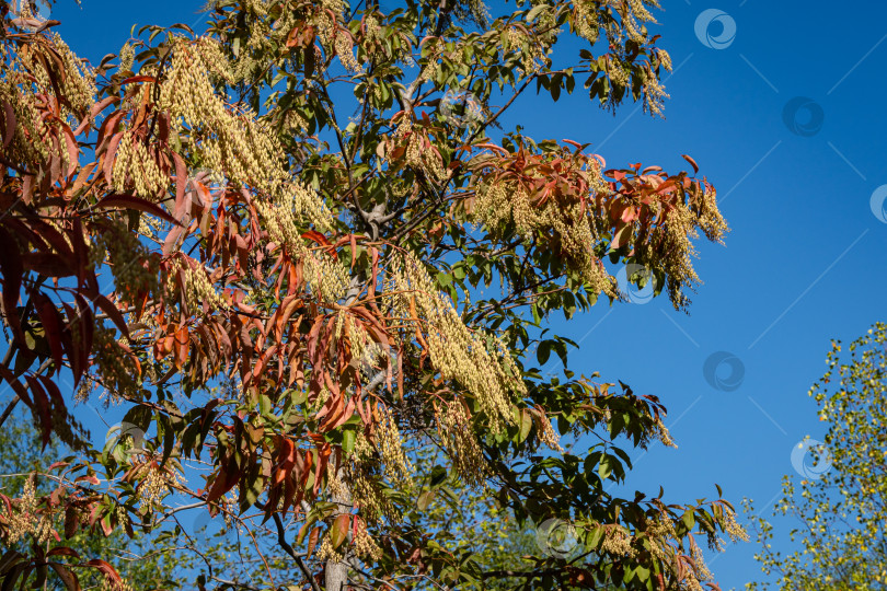 Скачать Кислое дерево (Oxydendrum arboreum) с красными листьями и желтыми семенами на фоне голубого неба. Крупный план. Красивое редкое растение семейства вересковых. Городской парк Краснодара или парк Галицкого. Солнечный осенний день 2020 года. фотосток Ozero