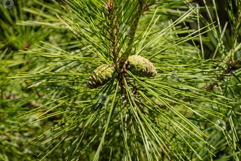 Скачать Pinus densiflora Umbraculifera. Крупный план. Красивые прошлогодние сосновые шишки на ветвях Pinus densiflora Umbraculifera на размытом зеленом фоне. Выборочный фокус. Концепция природы для дизайна. фотосток Ozero