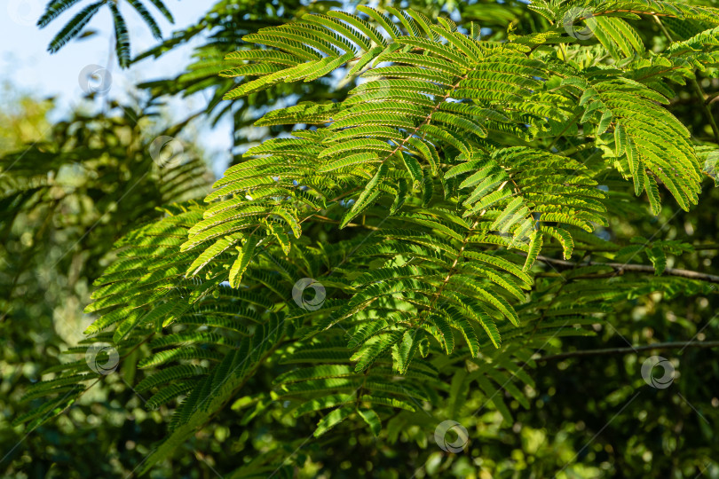 Скачать Albizia julibrissin - персидское шелковое дерево или розовое шелковое дерево семейства Fabaceae. Красивые резные листья на ветвях акации. Крупный план. Атмосфера расслабляющего отдыха и любви. Концепция природы для дизайна. фотосток Ozero