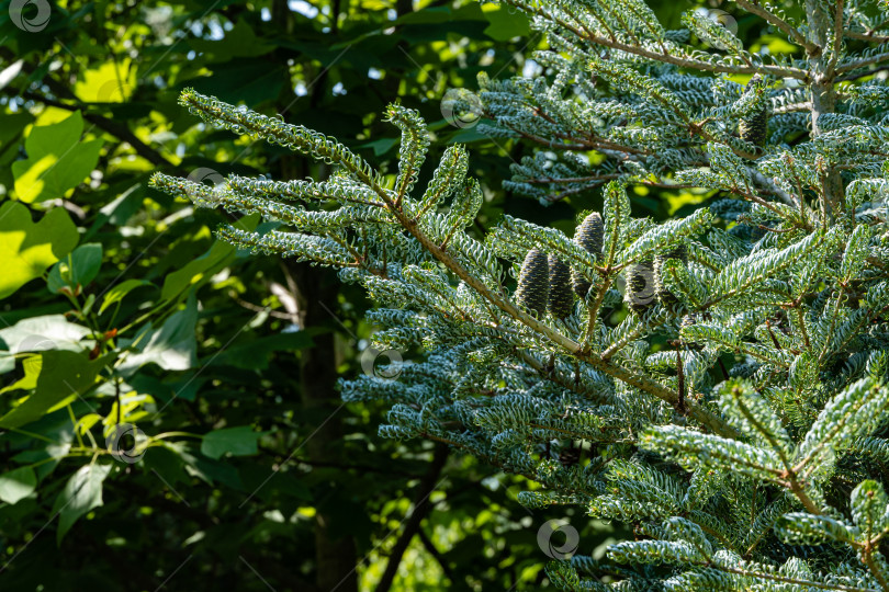 Скачать Ель Abies koreana Silberlocke. Молодые голубые шишечки на еловой ветке Abies koreana Silberlocke. Скрученные зеленые и серебристые еловые иголки на корейской ели. Избирательный подход.  Атмосфера расслабляющего отдыха. фотосток Ozero