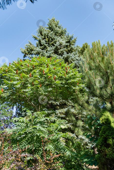 Скачать Дерево Rhus typhina (сумах рогатый, Anacardiaceae). Крупный план. Ландшафтный сад с вечнозелеными и листопадными растениями. Деревья на фоне зелени и голубого неба. Концепция природы для дизайна. фотосток Ozero