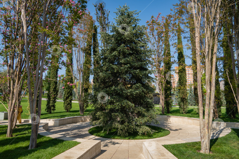 Скачать Abies concolor или белая ель. Большое вечнозеленое дерево в окружении высоких кустов лагерстремии. Общественный ландшафт "Галицкий парк" для отдыха и прогулок. Городской парк Краснодара или парк Галицкого. фотосток Ozero