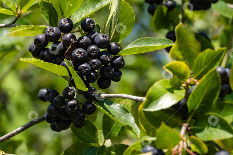 Скачать Высокий куст черноплодной рябины (Aronia melanocarpa). Ветка черноплодной рябины с темно-фиолетово-черными плодами на размытом темно-зеленом фоне. Крупный план. Выборочный фокус. Природа для дизайна фотосток Ozero