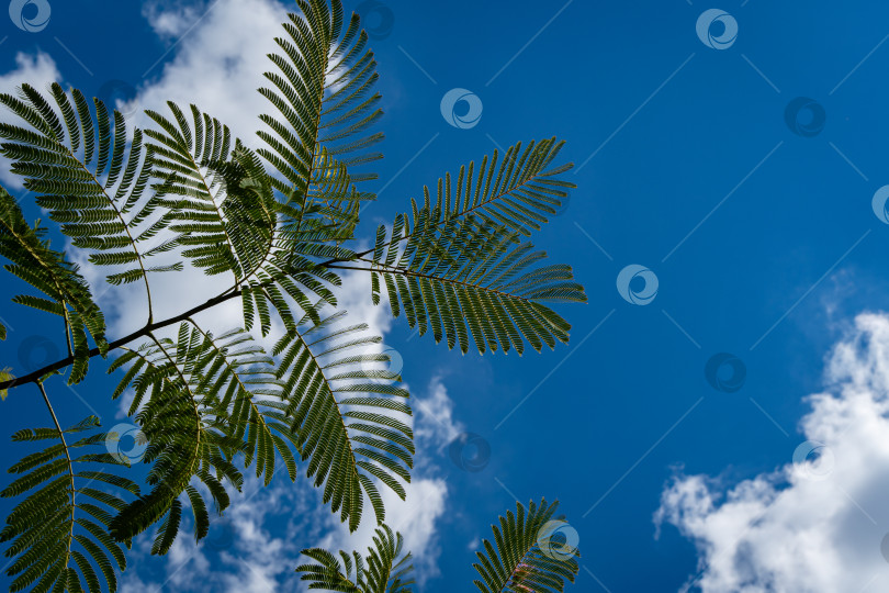 Скачать Японская акация или розовое шелковое дерево из семейства Fabaceae. Ветка с нежными зелеными листьями персидского шелкового дерева на размытом фоне голубого неба. Выборочный фокус. Природа Северного Кавказа для дизайна. фотосток Ozero