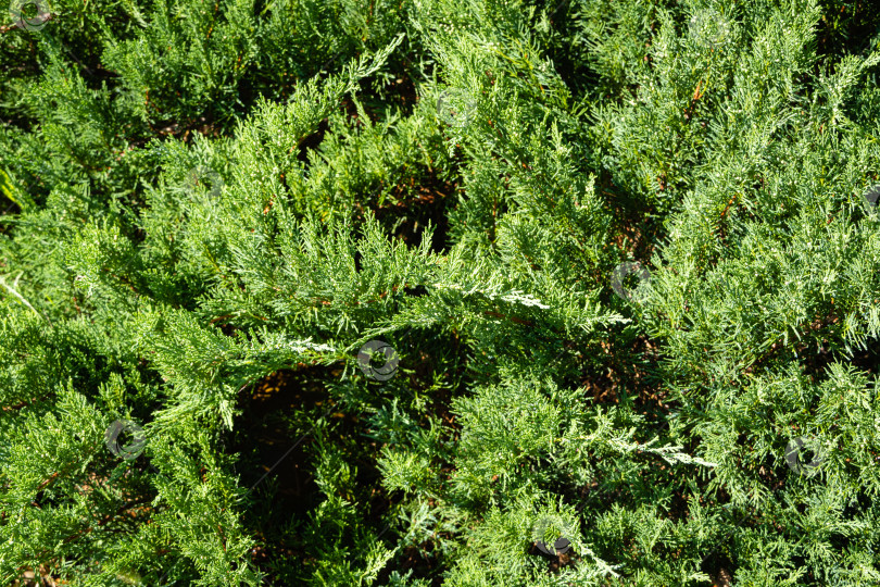 Скачать Можжевельник казацкий Juniperus sabina Tamariscifolia на берегу красивого садового пруда. Селективный фокус. Вечнозеленый ландшафтный сад.Зеленые листья можжевельника идеально вписываются в дизайн сада. фотосток Ozero