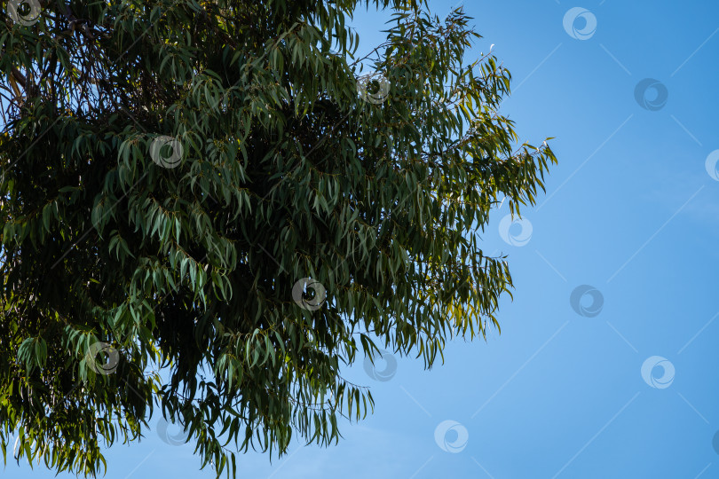 Скачать Ароматные изумрудно-зеленые листья эвкалипта на фоне голубого декабрьского неба. Эвкалипт на набережной возле Сочинского морского торгового порта. Центральная часть курортного города Сочи на побережье Черного моря. фотосток Ozero