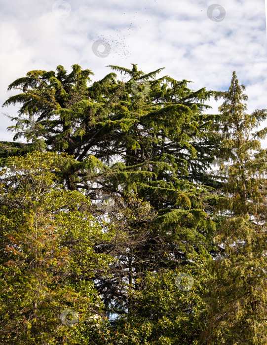 Скачать Величественные гималайские кедры Cedrus Deodara (кедр Деодар, гималайский кедр) в окружении лиственных декоративных деревьев на фоне голубого неба с белыми облаками. Гималайские кедры в парках города-курорта Сочи. фотосток Ozero