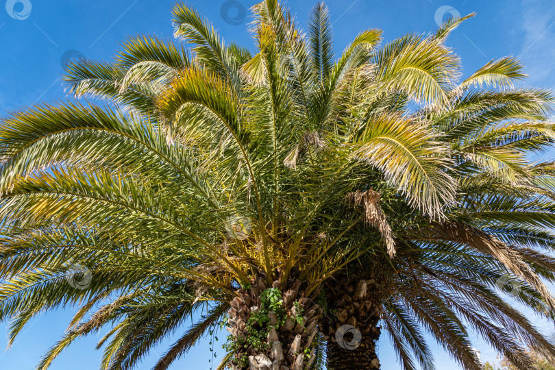 Скачать Красивые роскошные пальмовые листья финиковой пальмы Канарских островов (Phoenix canariensis) на фоне голубого осеннего неба. Общественный кооперативный парк рядом с Морским торговым портом Сочи. Крупный план. Место отдыха и релаксации. фотосток Ozero