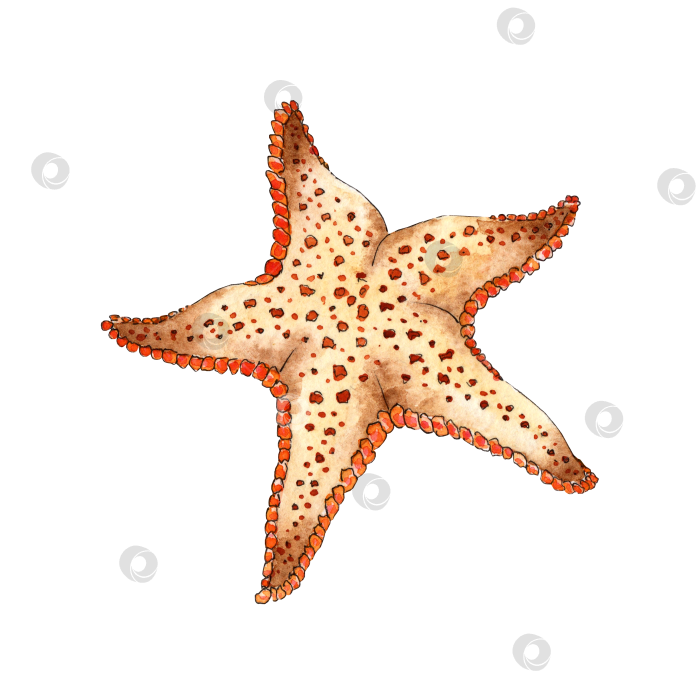 Скачать Морская звезда бежевого цвета фотосток Ozero