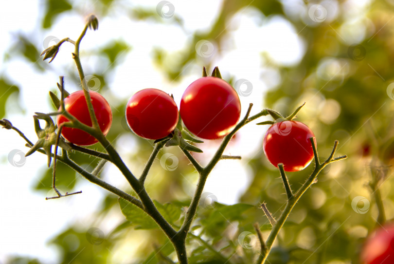 Скачать урожай спелых красных помидоров на ветке растет в тепличном растении organic food tomato. сельское хозяйство, загородный сад и огород, выращивание овощей. витамины, здоровая вегетарианская пища. фотосток Ozero