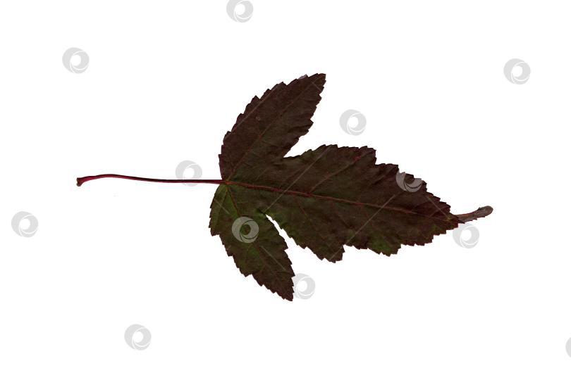 Скачать Гербарий красно-зеленых осенних листьев фотосток Ozero
