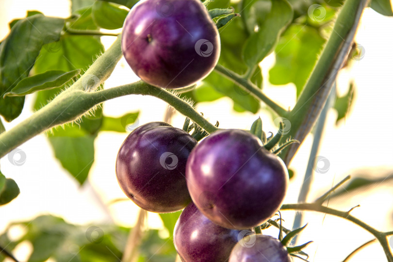 Скачать урожай спелых фиолетовых помидоров на ветке растет в тепличном растении organic food tomato. сельское хозяйство, загородный сад и огород, выращивание овощей. витамины, здоровая вегетарианская пища. фотосток Ozero
