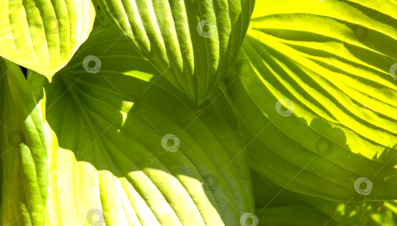 Скачать зеленый лист листвы в естественном лесу. растительный зеленый макрос фотосток Ozero