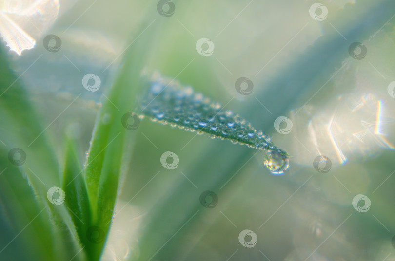 Скачать Сверкающая капелька росы на кончике зеленой травинки фотосток Ozero