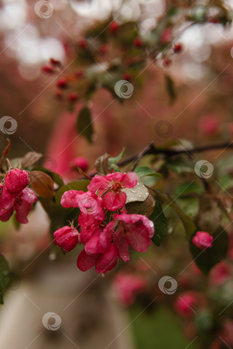 Скачать Розовые цветы цветущих яблонь крупным планом. Цветущие яблони после дождя. Капли дождя на листьях. фотосток Ozero