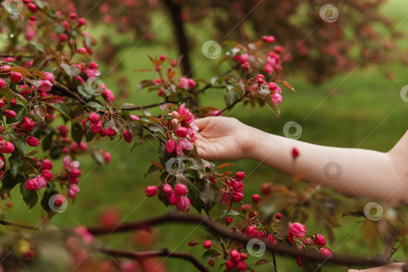Скачать Розовые цветы цветущей яблони в женской руке. фотосток Ozero