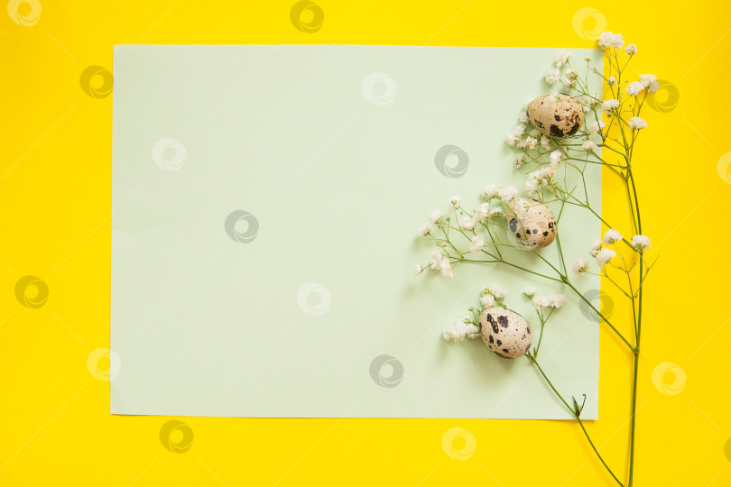 Скачать Пасхальный фон, перепелиные яйца на мятно-желтом фоне, украшенные натуральными растительными элементами, плоская выкладка, вид сверху, пустое место для текста фотосток Ozero