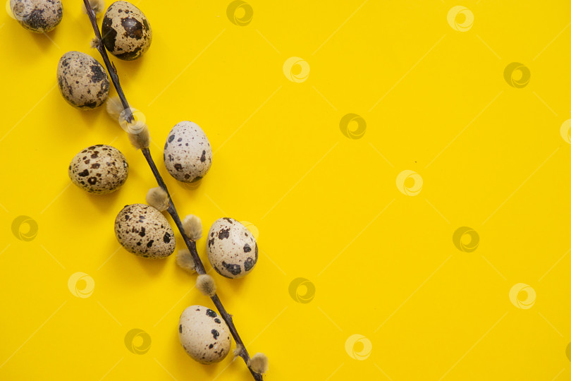 Скачать Пасхальный фон, перепелиные яйца на желтом фоне, украшенные натуральными растительными элементами, плоская выкладка, вид сверху фотосток Ozero