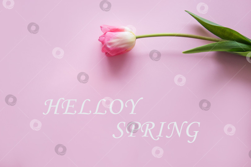 Скачать Розовые цветы тюльпана расположены на розовом фоне. Вид сверху, плоская кровать. Концепция минимализма. Текст Привет, весна. Концепция весны. Женский день. День матери. фотосток Ozero