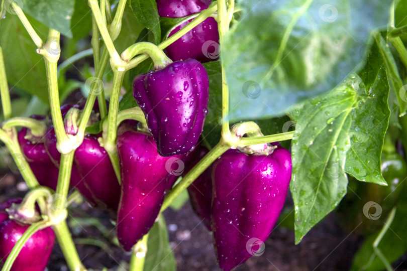 Скачать созревший урожай фиолетового перца на ветке растет в тепличном растении, экологически чистая продукция. сельское хозяйство, загородный сад и огород, выращивание овощей. витамины, вегетарианские фотосток Ozero