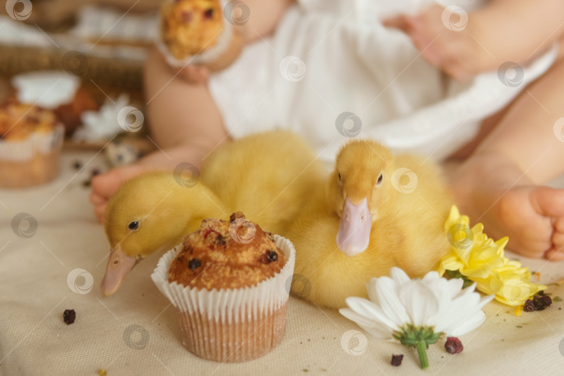Скачать Милые пушистые утята на пасхальном столе с перепелиными яйцами и пасхальными кексами, рядом с маленькой девочкой. Концепция счастливой Пасхи фотосток Ozero