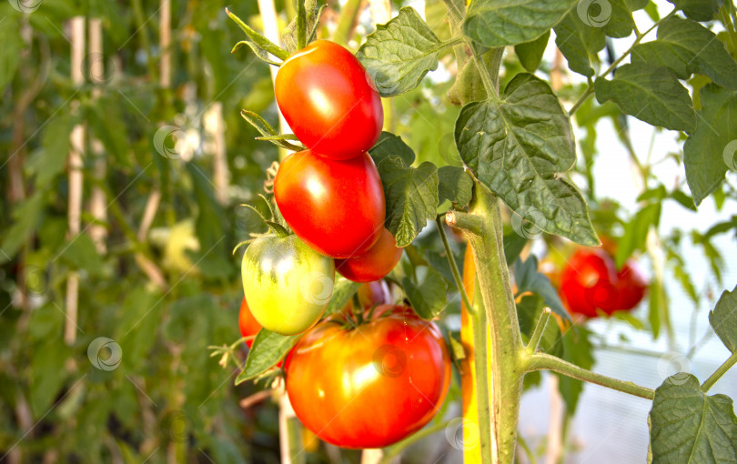Скачать урожай спелых красных помидоров на ветке растет в тепличном растении organic food tomato. сельское хозяйство, загородный сад и огород, выращивание овощей. витамины, здоровая вегетарианская пища. фотосток Ozero
