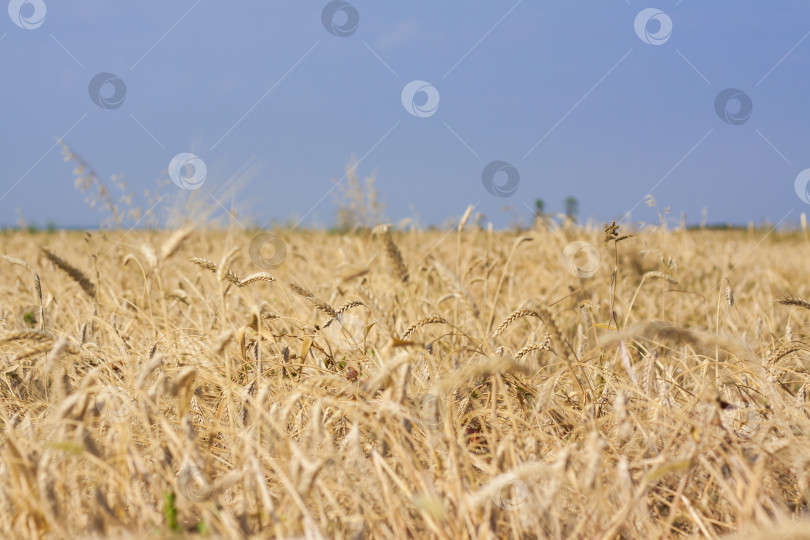Скачать Сельскохозяйственное поле. Спелые колосья пшеницы в солнечный день. Концепция богатого урожая. фотосток Ozero