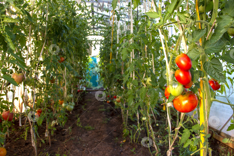 Скачать урожай спелых красных помидоров на ветке растет в тепличном растении organic food tomato. сельское хозяйство, загородный сад и огород, выращивание овощей. витамины, здоровая вегетарианская пища. фотосток Ozero